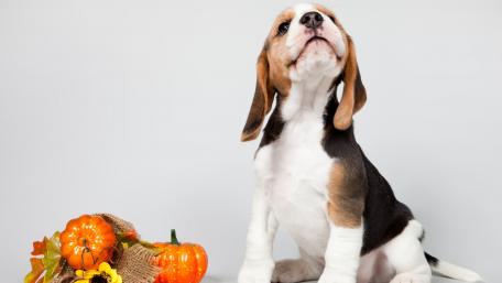 Adorable Beagle Puppy Surrounded by Fall Decor wallpaper