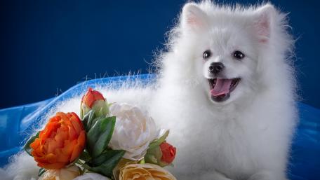 Cute White Pomeranian Surrounded by Flowers wallpaper