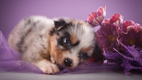 Adorable Australian Shepherd Puppy Among Flowers wallpaper