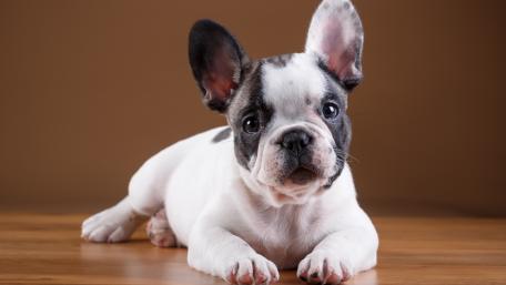 Adorable French Bulldog Puppy Relaxing wallpaper