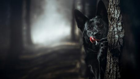 Mysterious Black Dog in Foggy Forest Scene wallpaper