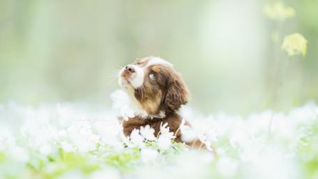 Adorable Puppy in a Floral Wonderland wallpaper
