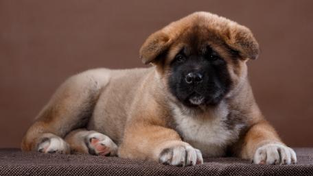 Adorable Akita Puppy Wallpaper for Dog Lovers wallpaper