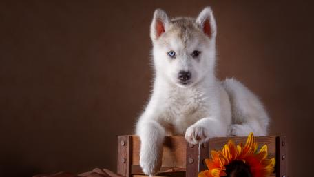 Adorable Husky Puppy in Charming Setting wallpaper