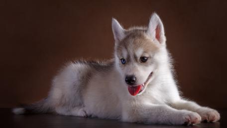 Playful Husky Puppy in Stunning Detail wallpaper