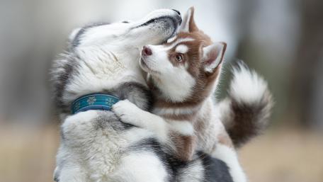 Adorable Husky Puppy Embraces Companion's Warmth and Affection wallpaper