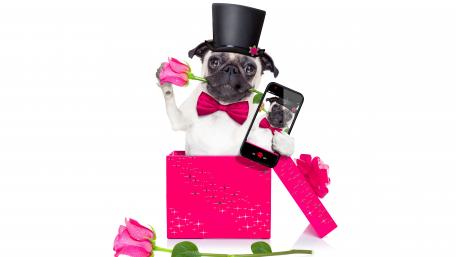 Pug in a Box with a Mobile Phone wallpaper