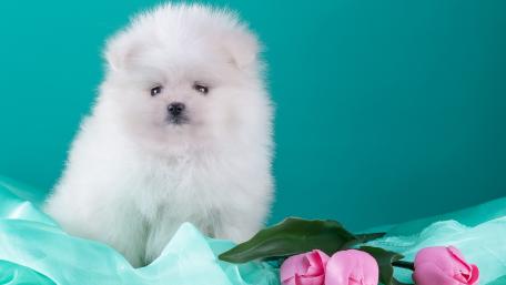 Fluffy Pomeranian Puppy on a Turquoise Background wallpaper