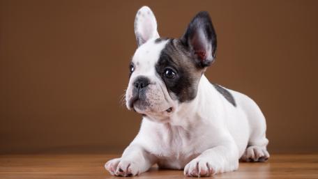 Adorable French Bulldog Puppy in 4K Quality wallpaper