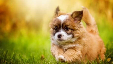 Cute Puppy Running in the Grass wallpaper