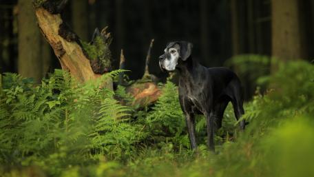 Great Dane wallpaper