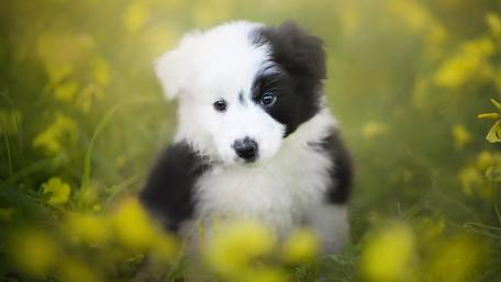 Cute Border Collie Puppy in Blooming Field of Flowers wallpaper