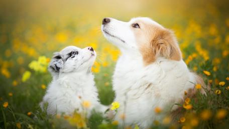 Puppy and Parent Bonding in Nature wallpaper