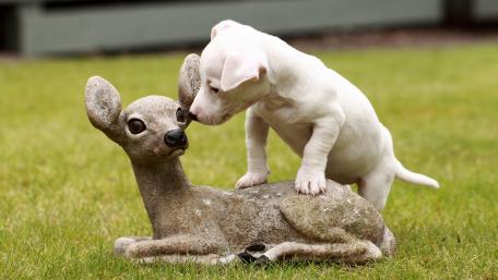 Playful Jack Russell Terrier Puppy Interacting with a Statue wallpaper