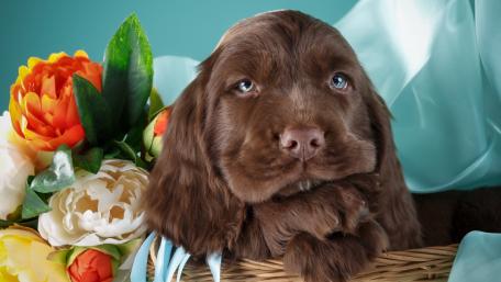 Adorable Puppy Surrounded by Flowers wallpaper