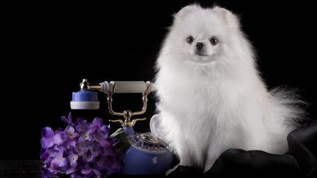 Fluffy Elegance A Pomeranian Pose with Vintage Charm wallpaper