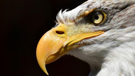 Majestic Bald Eagle Close-Up wallpaper