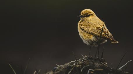 Charming Yellow Bird Standout Wallpaper wallpaper