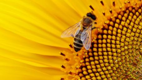 Golden Bee on Sunflower Petals Captured in Detail wallpaper