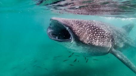 Majestic Juvenile Whale Shark Underwater Scene wallpaper