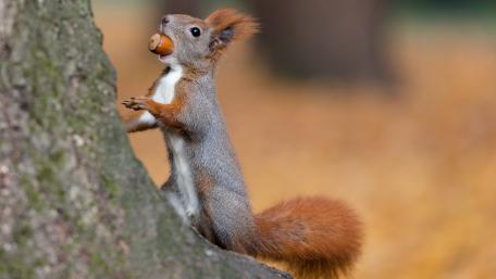 Charming Squirrel in Autumn Colors wallpaper