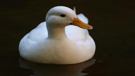simplemente pato wallpaper