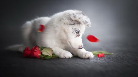 White Australian Shepherd puppy wallpaper