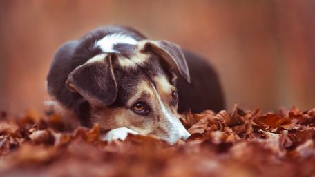 Autumn Dog Among Dry Leaves wallpaper