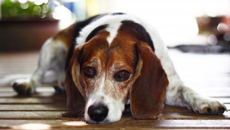 Beagle wallpaper