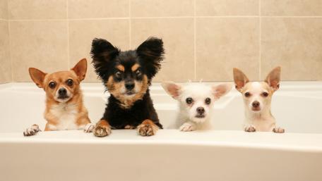 Adorable Dogs Enjoying a Bathtime Splashing Fun wallpaper