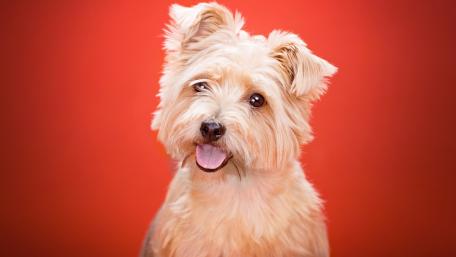 West highland white terrier wallpaper