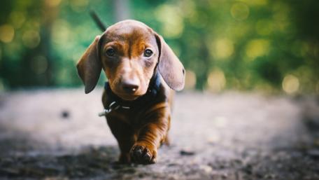 Cute Dachshund Puppy wallpaper