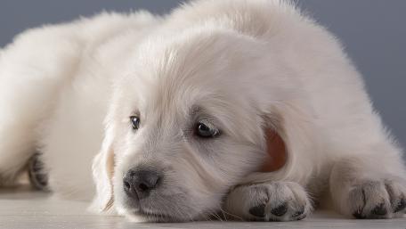 Adorable Golden Retriever Puppy Lying Down wallpaper