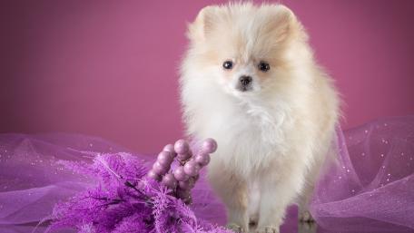 Cute Pomeranian Puppy with Purple Background for Dog Lovers wallpaper