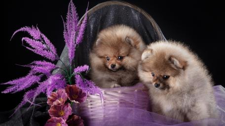 Adorable Pomeranian Puppies Surrounded by Flowers and Soft Drapes wallpaper