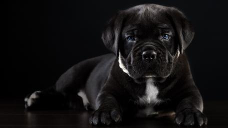Cute Black Cane Corso Puppy Close-Up Wallpaper wallpaper