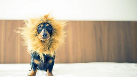 Lion Dachshund wallpaper