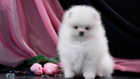 Fluffy White Pomeranian Puppy in Elegant Setting wallpaper
