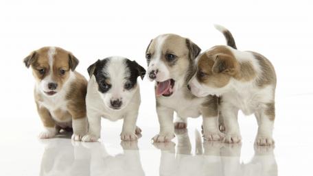 Adorable Puppy Quartet in Harmony wallpaper