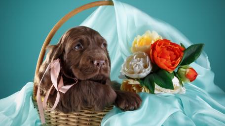Adorable Spaniel Puppy in a Floral Display wallpaper