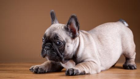 Adorable French Bulldog Puppy Stretching Happy Hour wallpaper