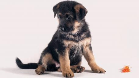 German Shepherd puppy wallpaper
