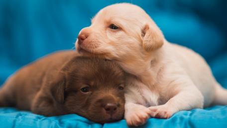 Adorable Labrador Retriever Puppies Snuggling on Blue Blanket wallpaper