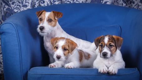 Charming Russell Terrier Puppies on a Sofa wallpaper