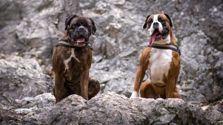 Playful Boxers Enjoying Nature Together wallpaper