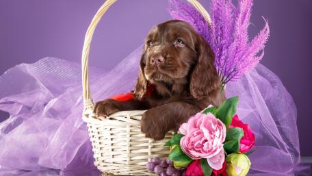 Adorable Spaniel Puppy in a Flower Basket Wallpaper wallpaper