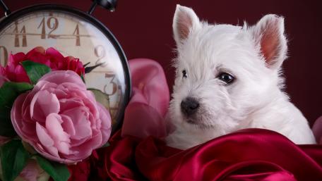 West highland white terrier puppy wallpaper