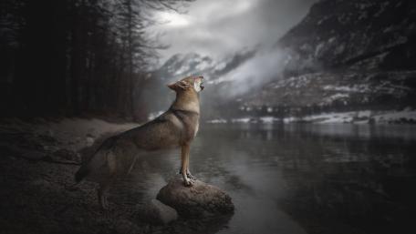 Howling dog wallpaper
