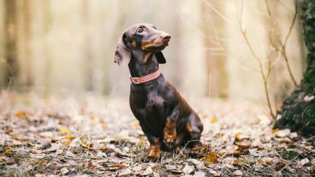 Charming Dachshund in a Serene Forest Setting wallpaper