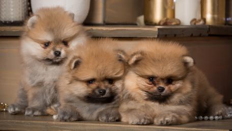 Adorable Pomeranian Puppies in a Cozy Setting wallpaper
